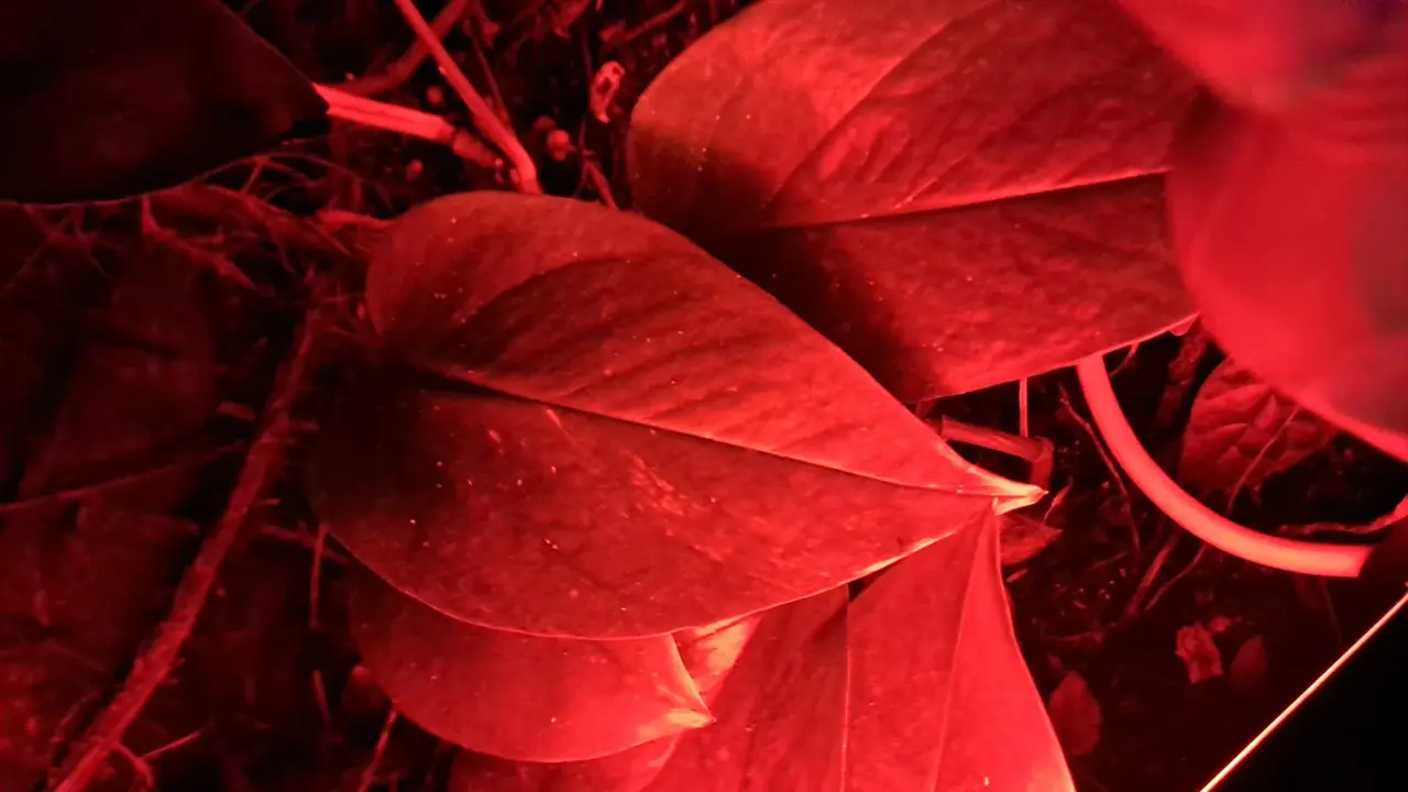 Botanical Lights