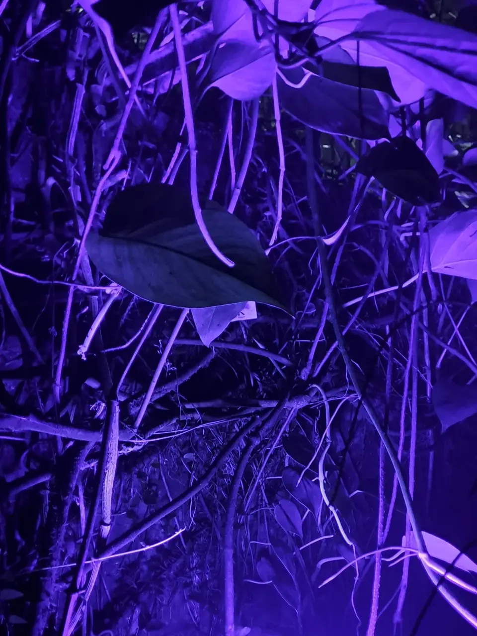 Botanical Lights