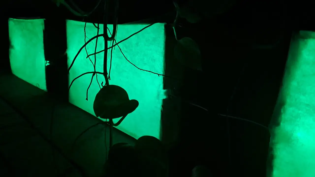 Botanical Lights